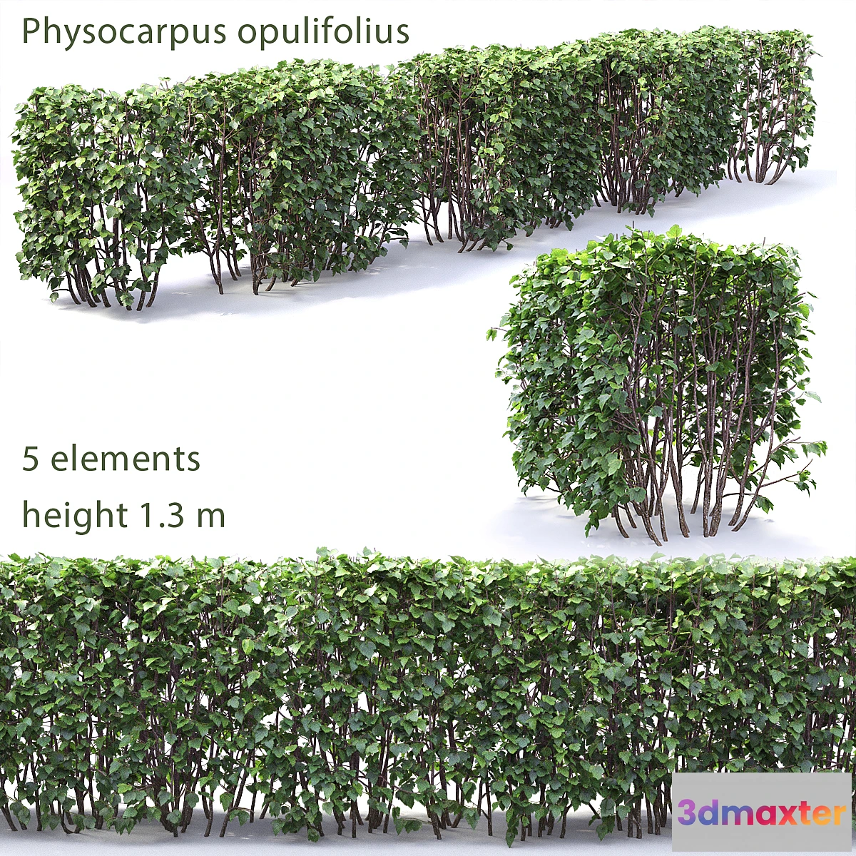 846623 - Physocarpus hedge # 1 - No.2