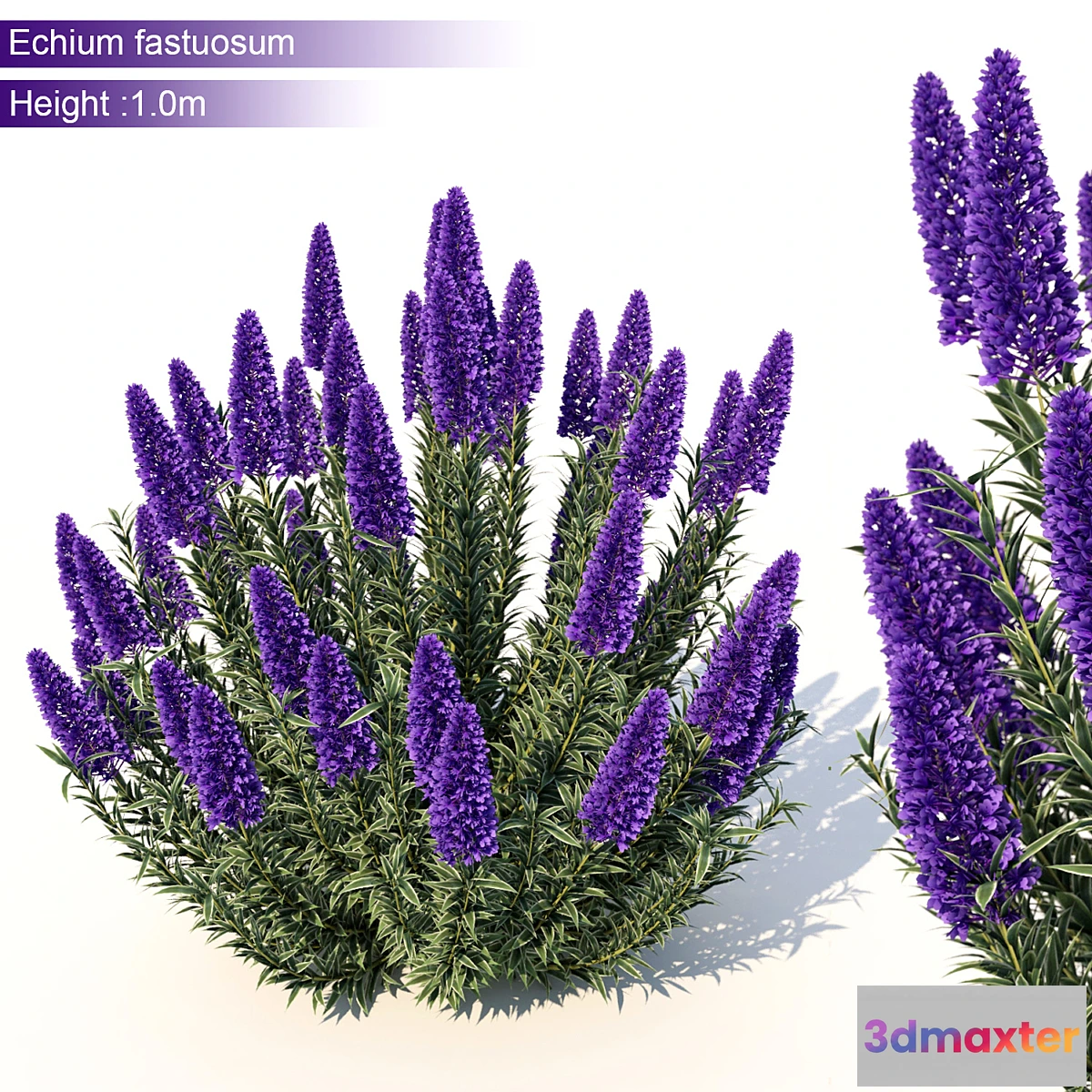 846625 - Echium candicans