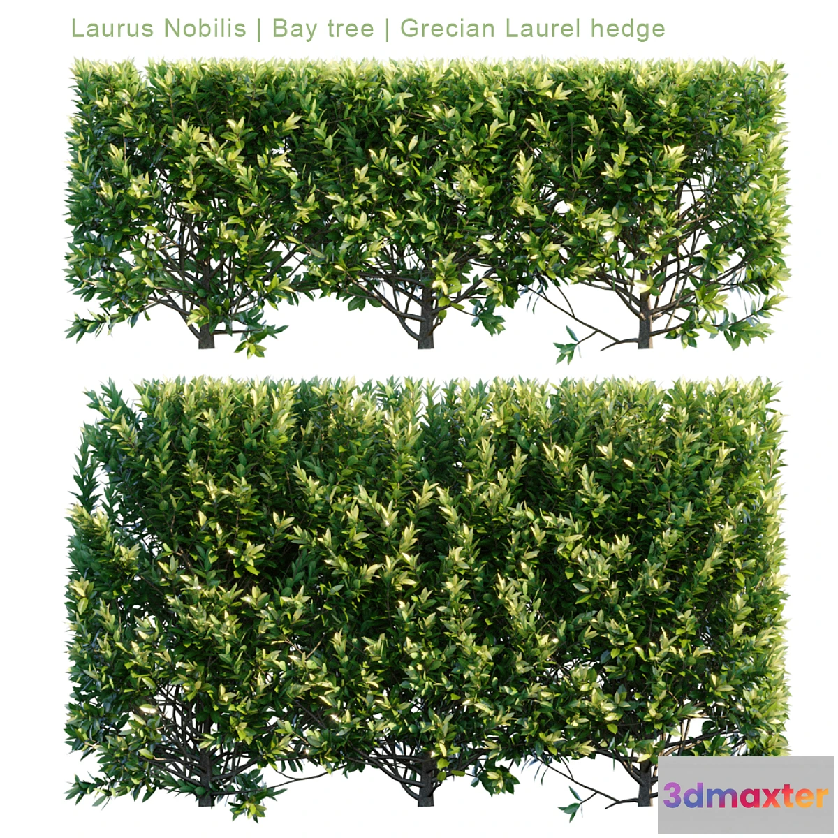 846627 - Laurus Nobilis  Bay tree  Grecian Laurel hedge