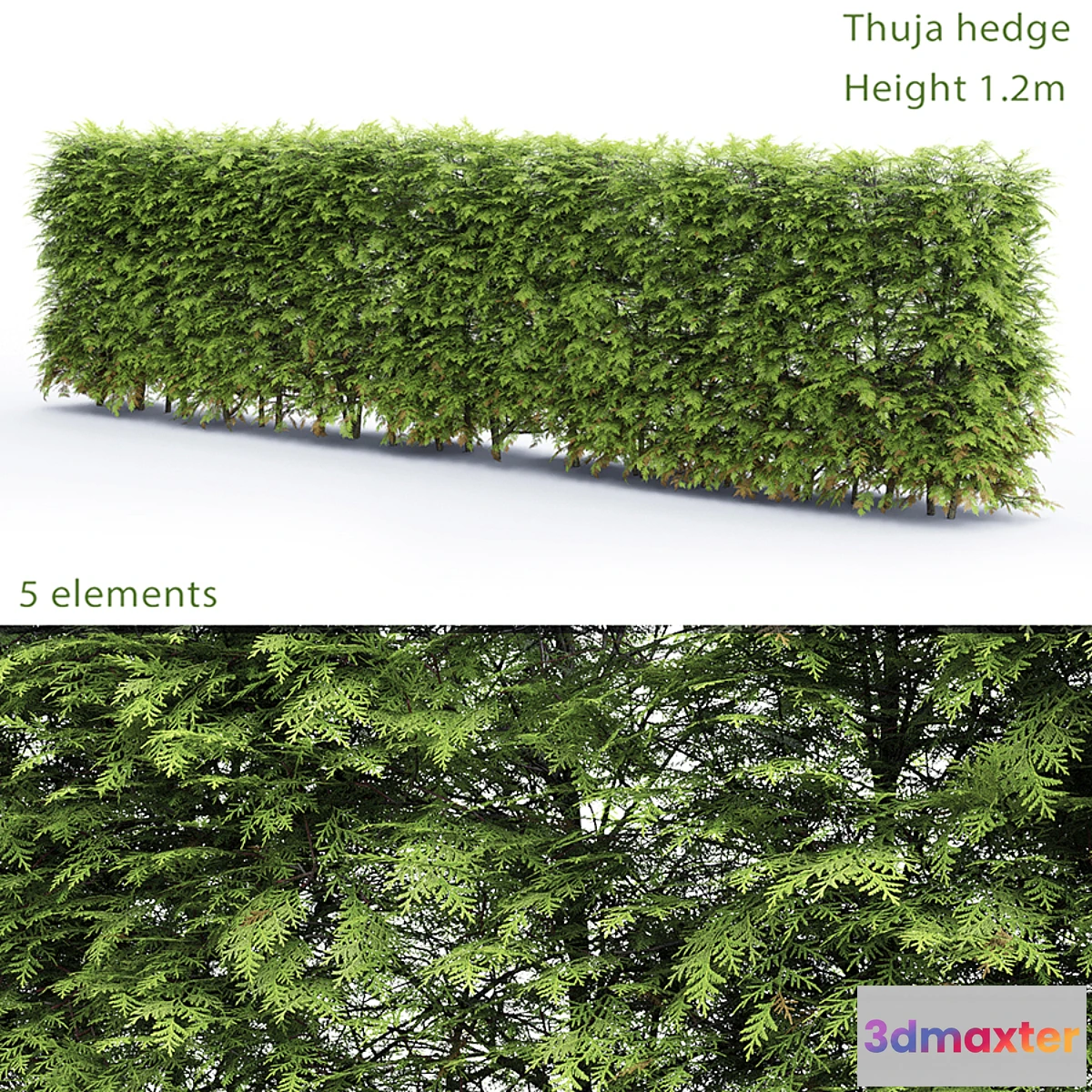 846635 - Thuja Hedge - No.6