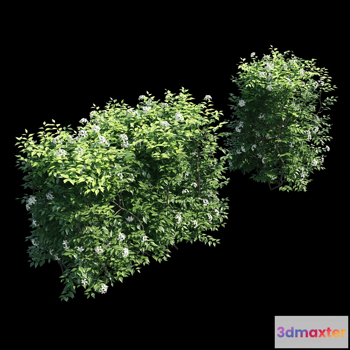 846639 - Murraya paniculata hegde