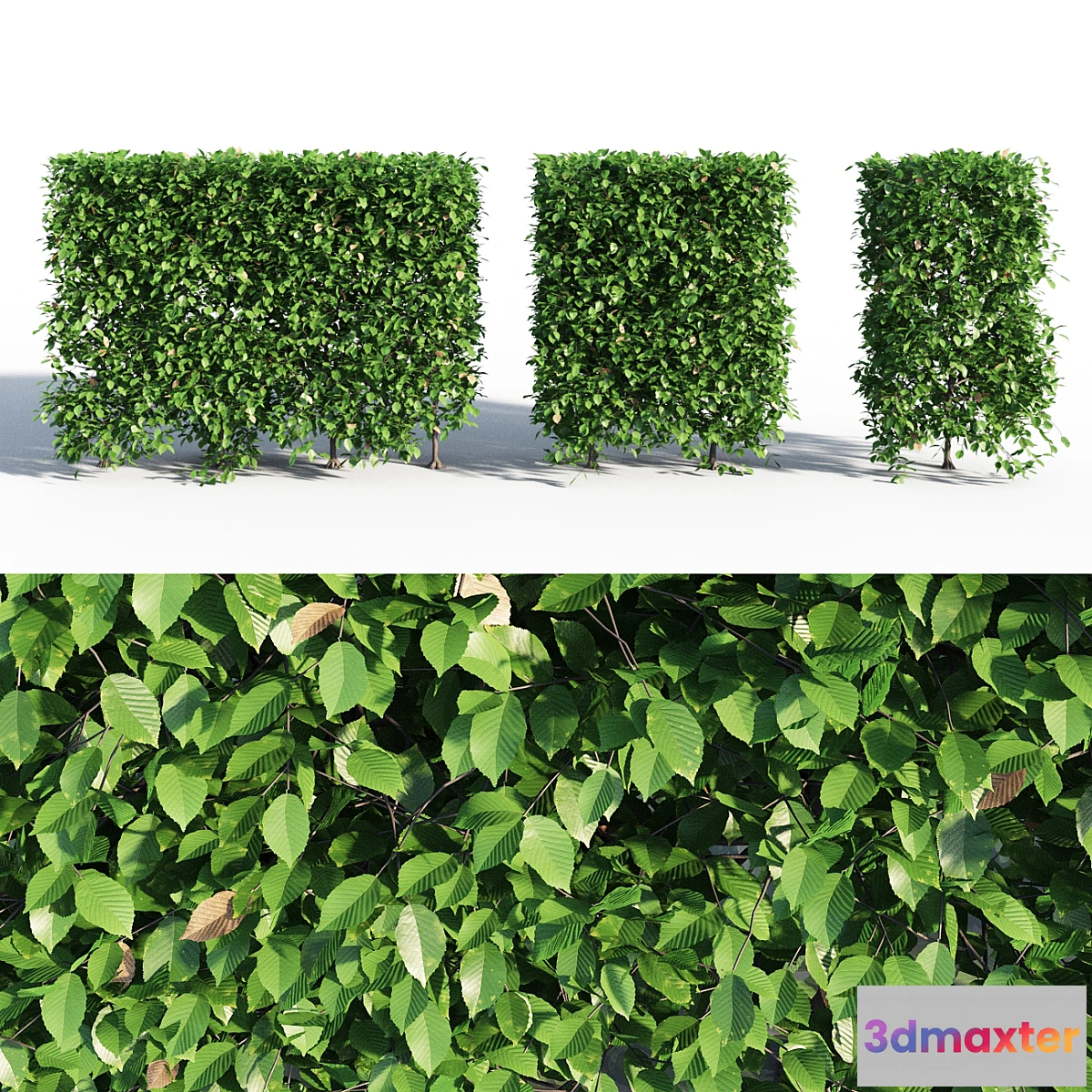 846645 - Hornbeam hedge