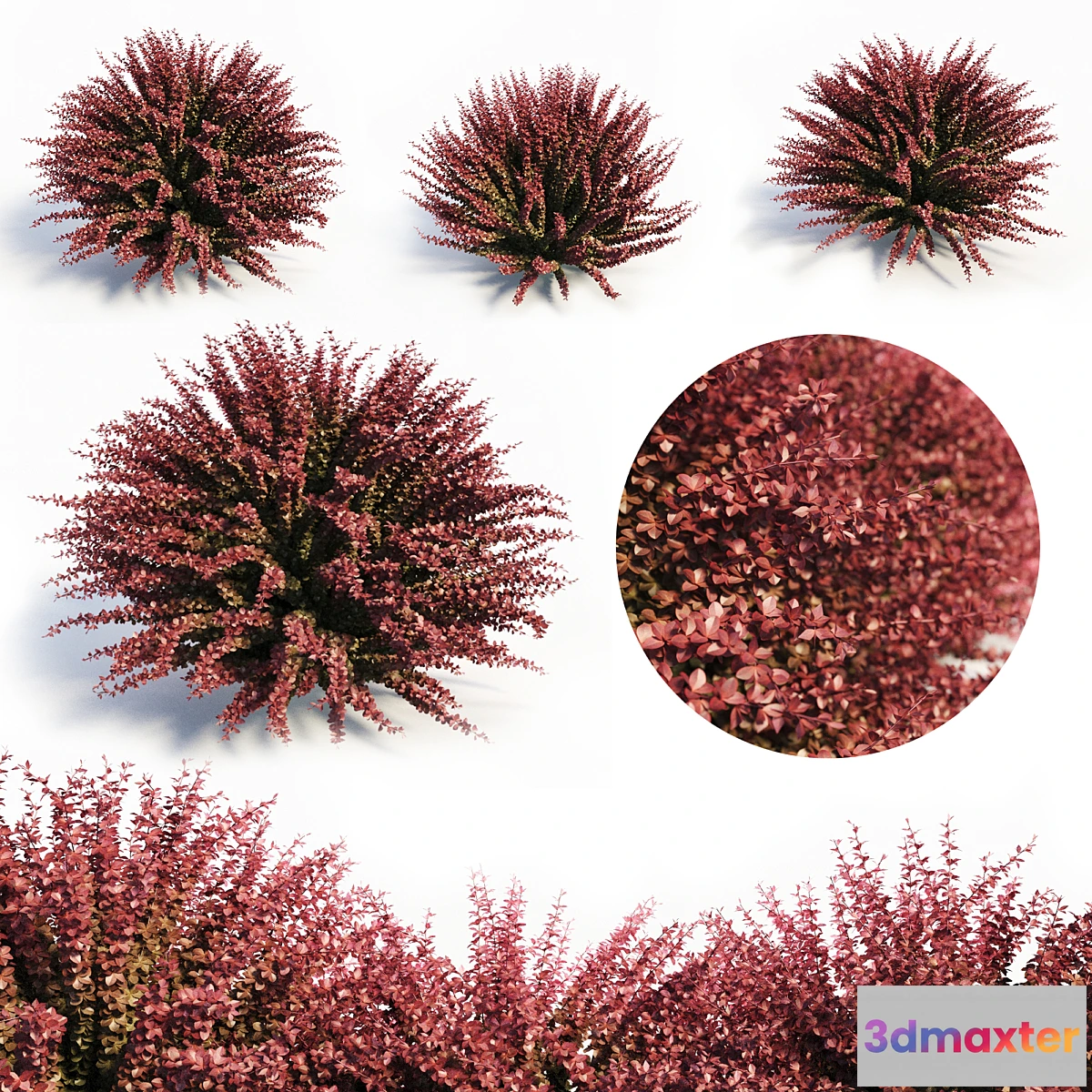 846647 - Berberis Thunbergii (Red Barberry)