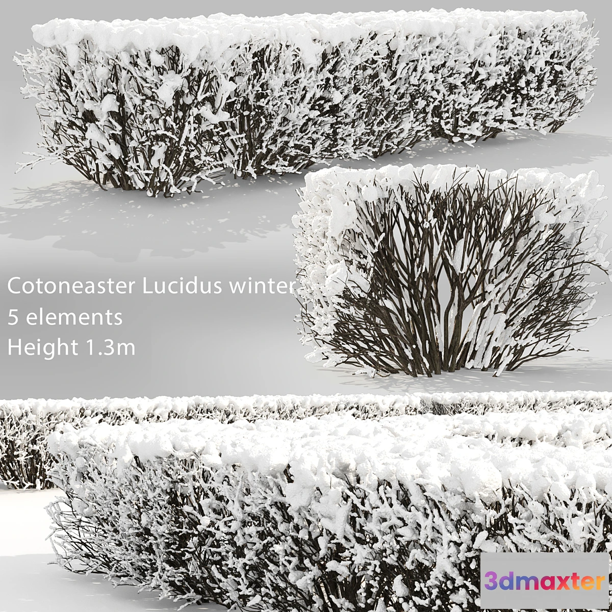 846649 - Cotoneaster lucidus. Winter hedge # 3