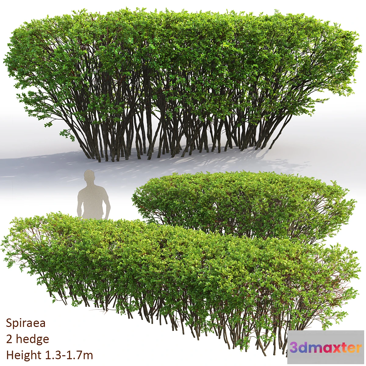 846651 - Spiraea - No.6