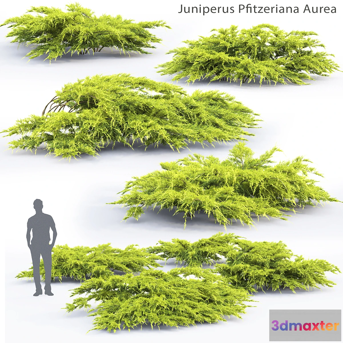 846653 - Juniperus Pfitzeriana Aurea # 1