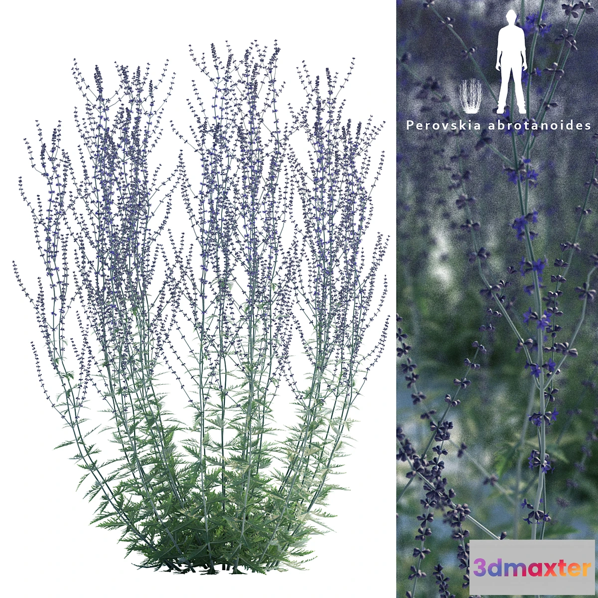 846659 - Perovsky wormwood  Perovskia abrotanoides - No.4