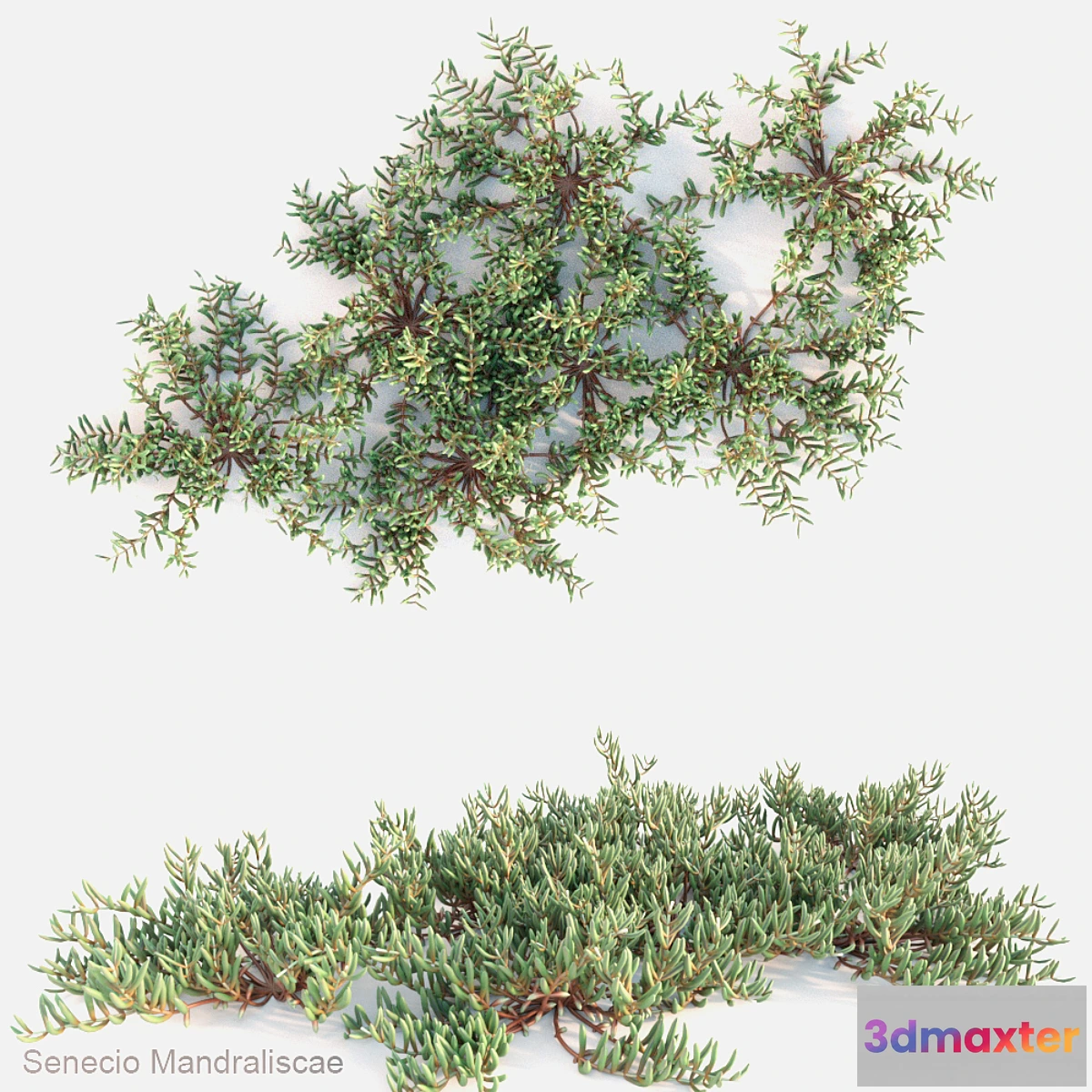 846665 - Senecio mandraliscae