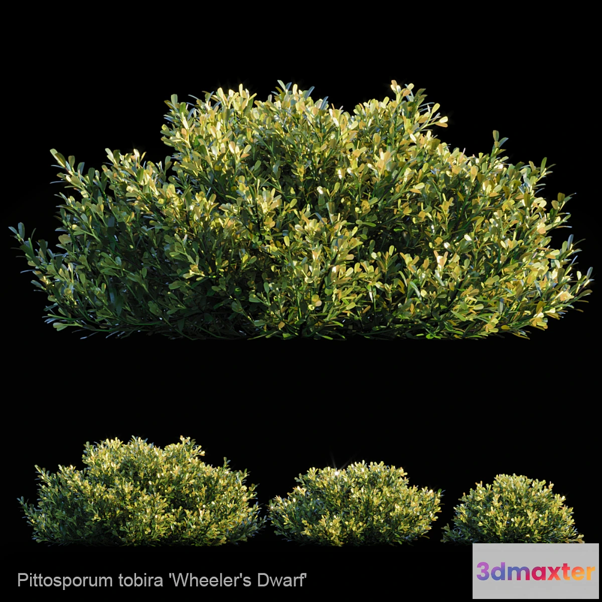 846669 - Pittosporum Tobira  Wheeler’s dwarf