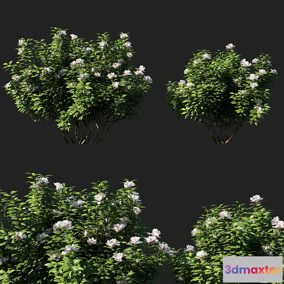 846673 - Rhododendron ponticum 01