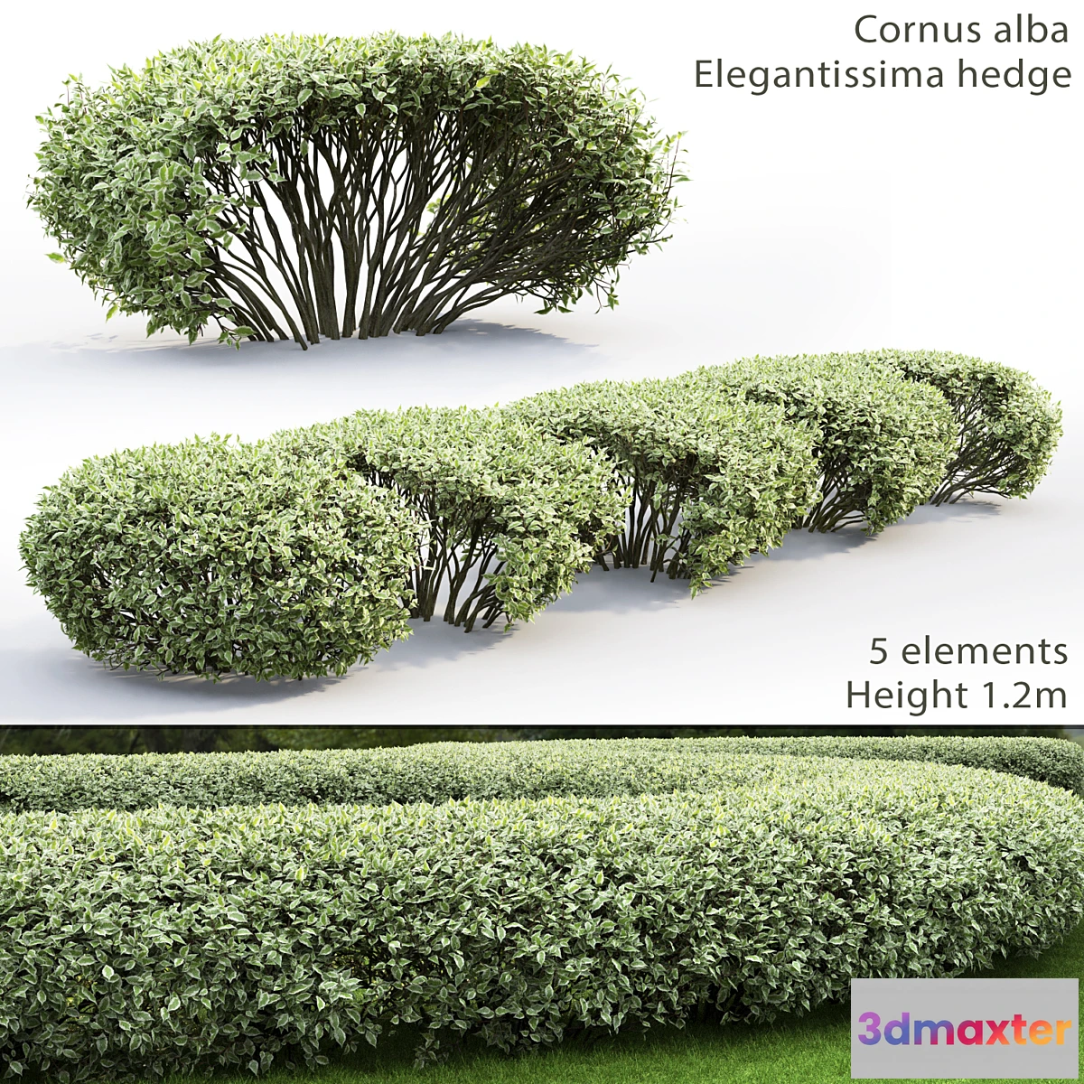 846679 - Cornus Alba Elegantissima hedge # 1