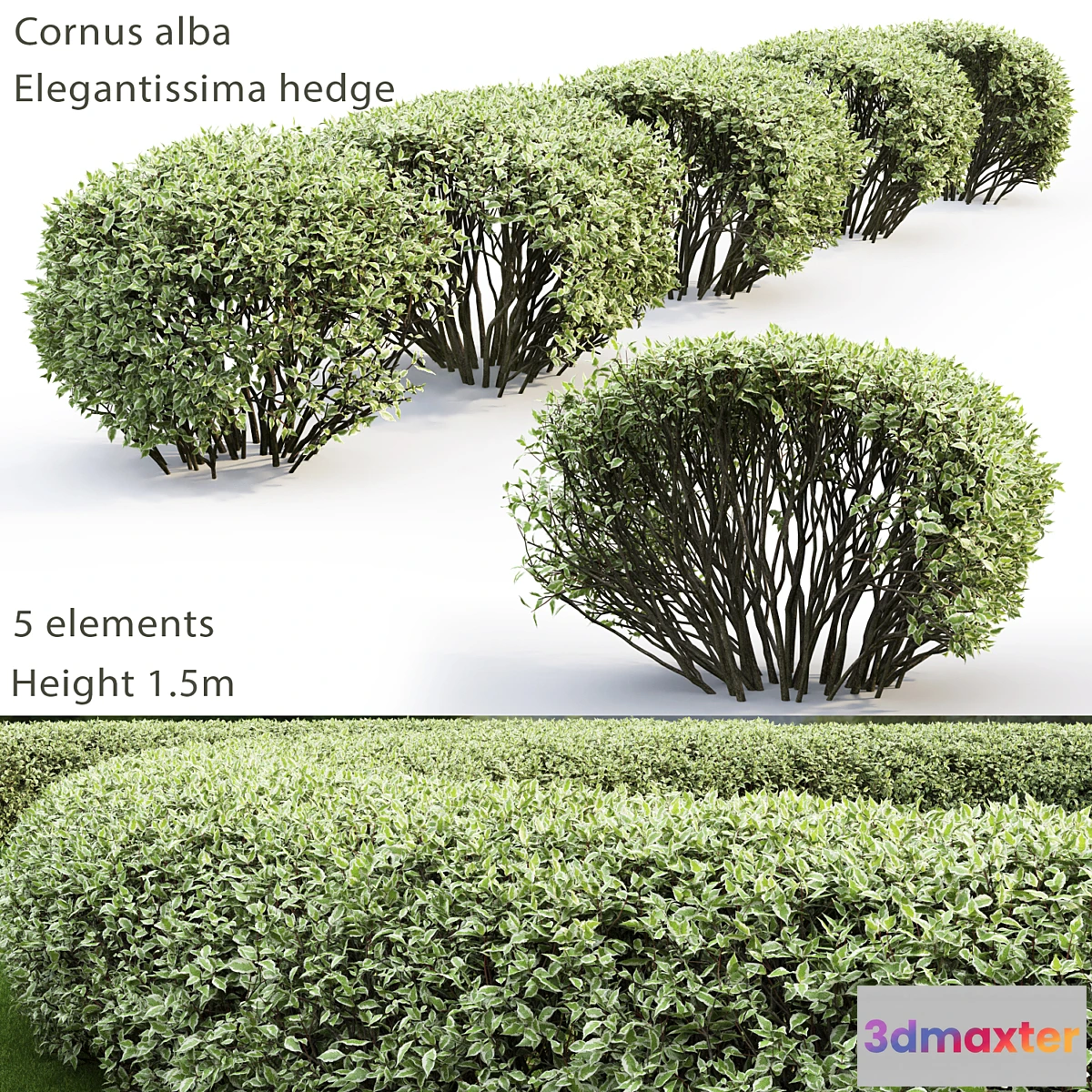 846681 - Cornus Alba Elegantissima hedge # 2