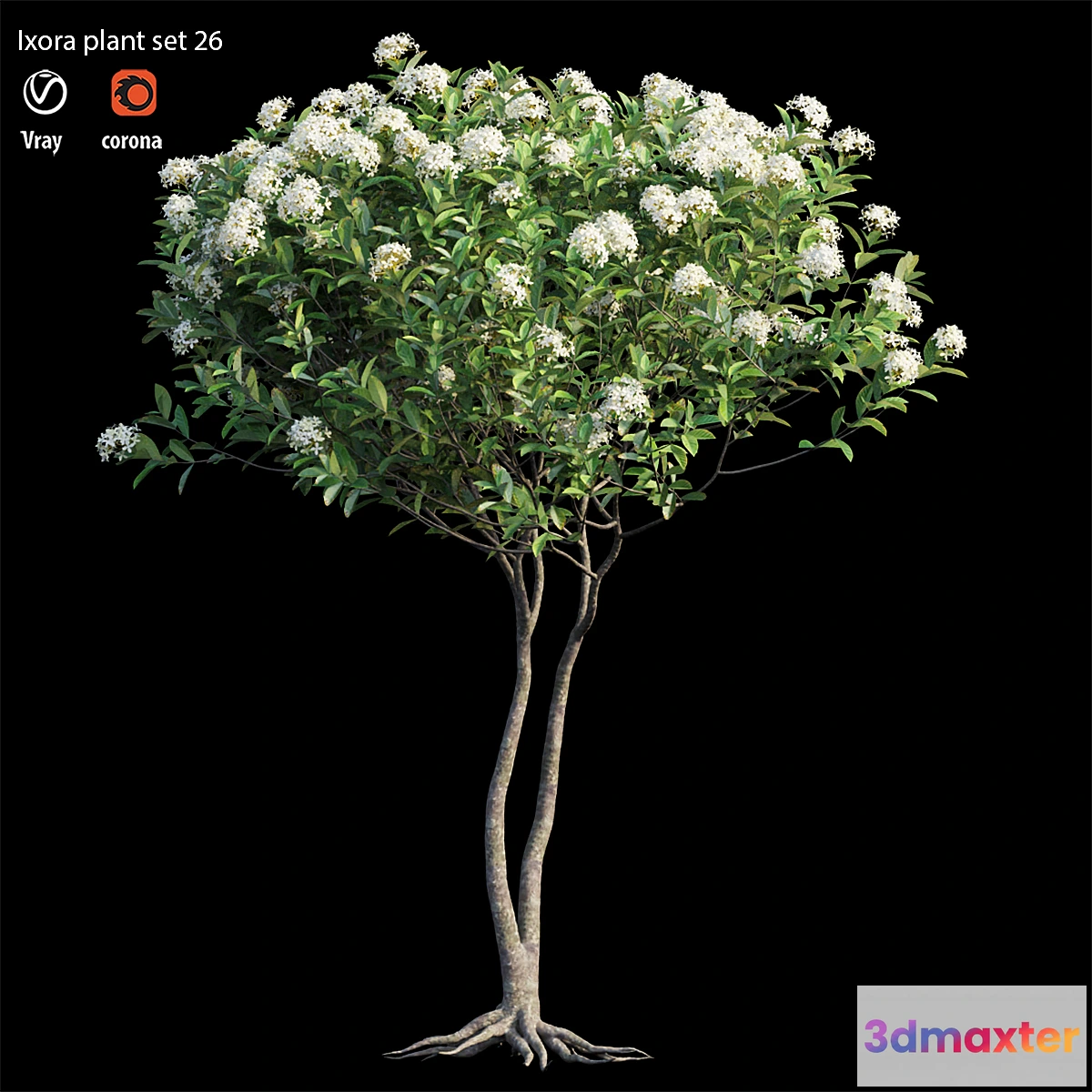 846689 - Ixora plant set 26