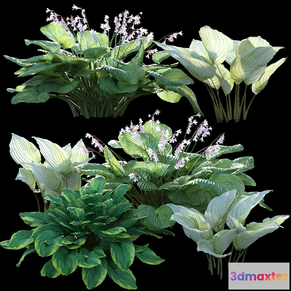 856631 - Hosta (funkia)