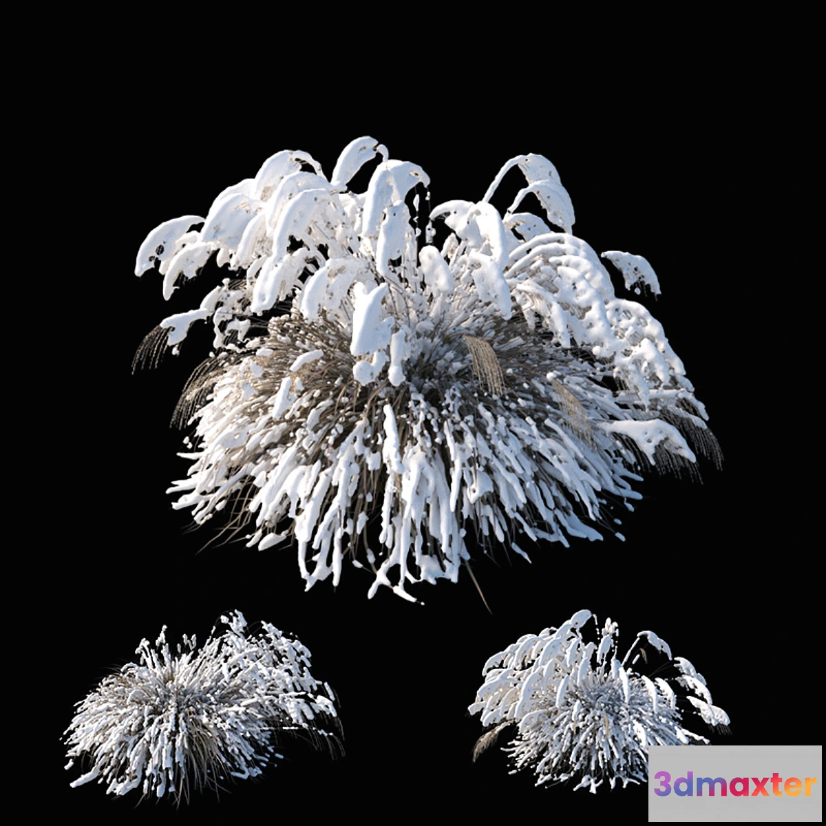 856633 - Miscanthus sinensis winter model