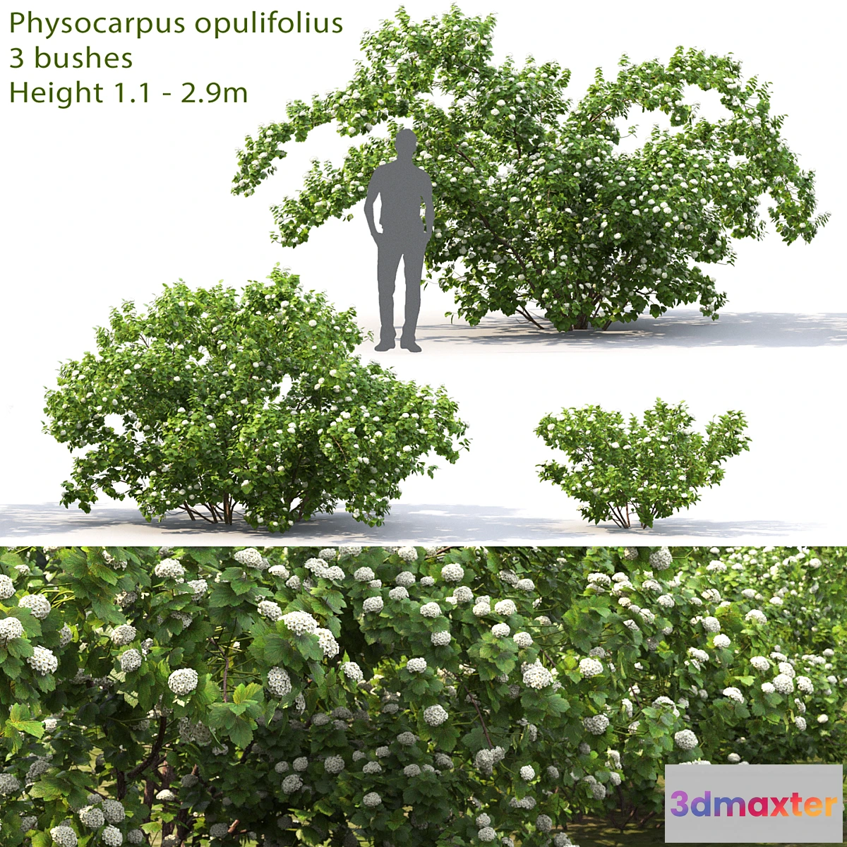 856635 - Physocarpus opulifolius # 1