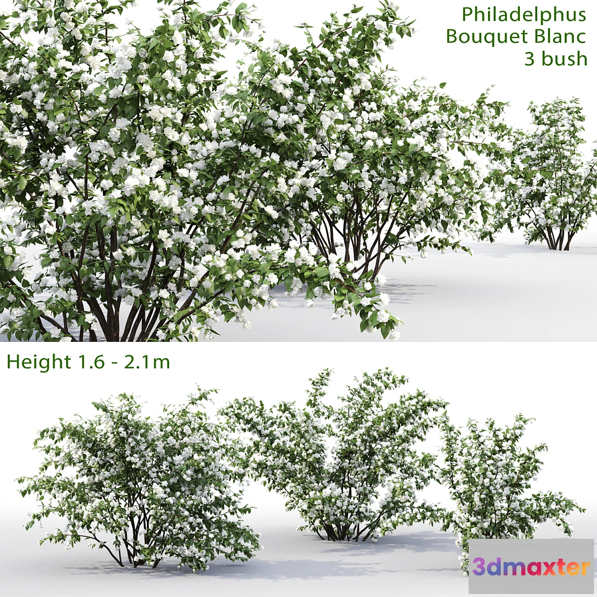 856637 - Philadelphus Bouquet Blanc # 1  Jasmine