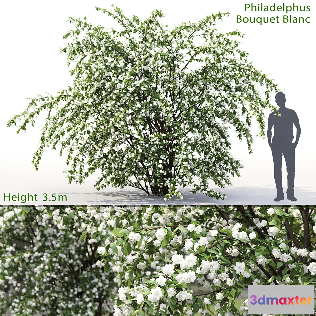 856639 - Philadelphus Bouquet Blanc # 2  Jasmine