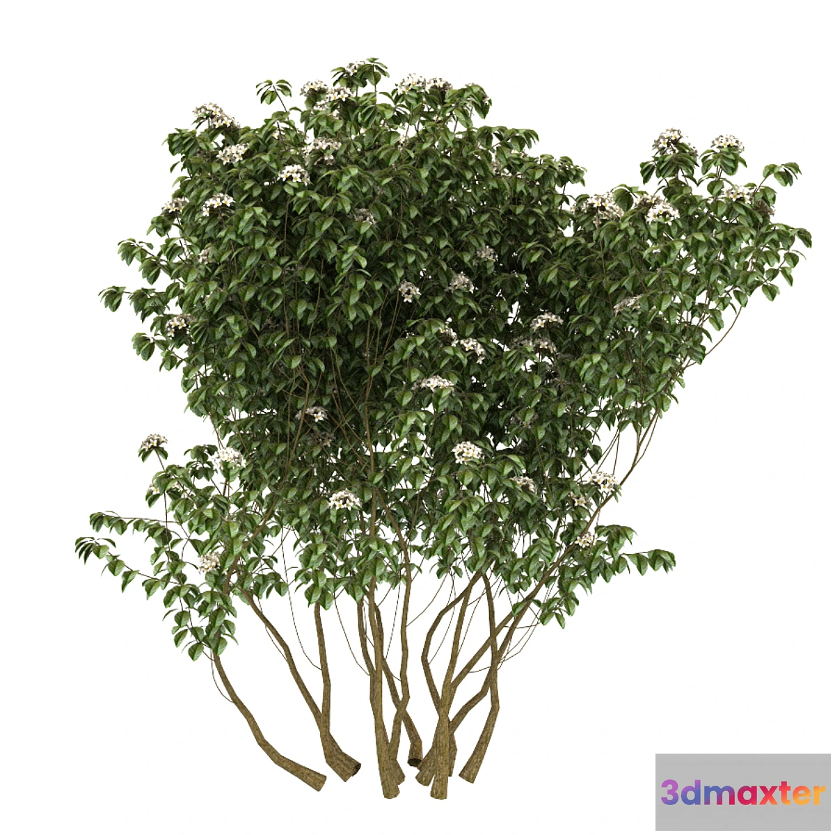 898848 - Kalina gordovina