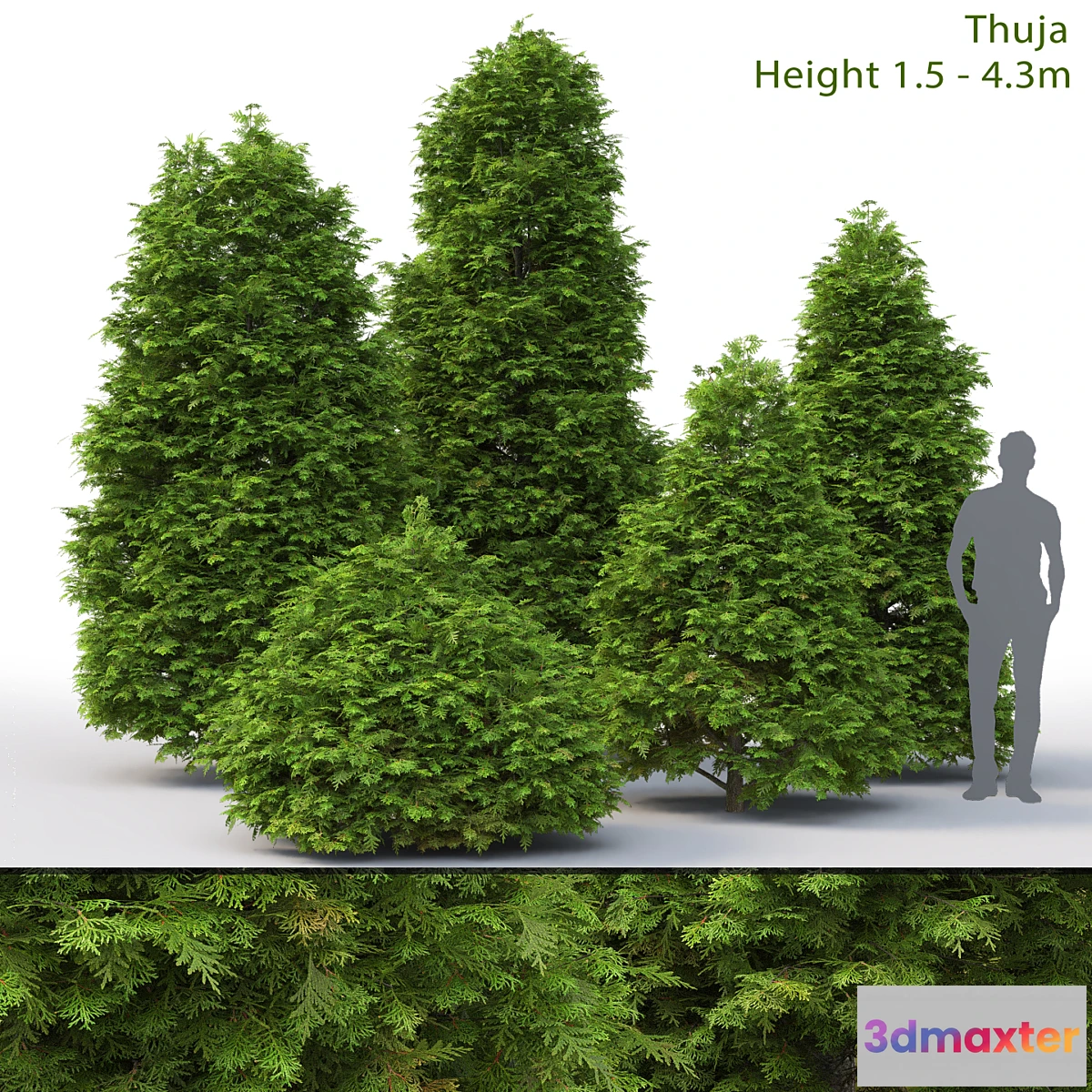 898882 - Thuja - No.10