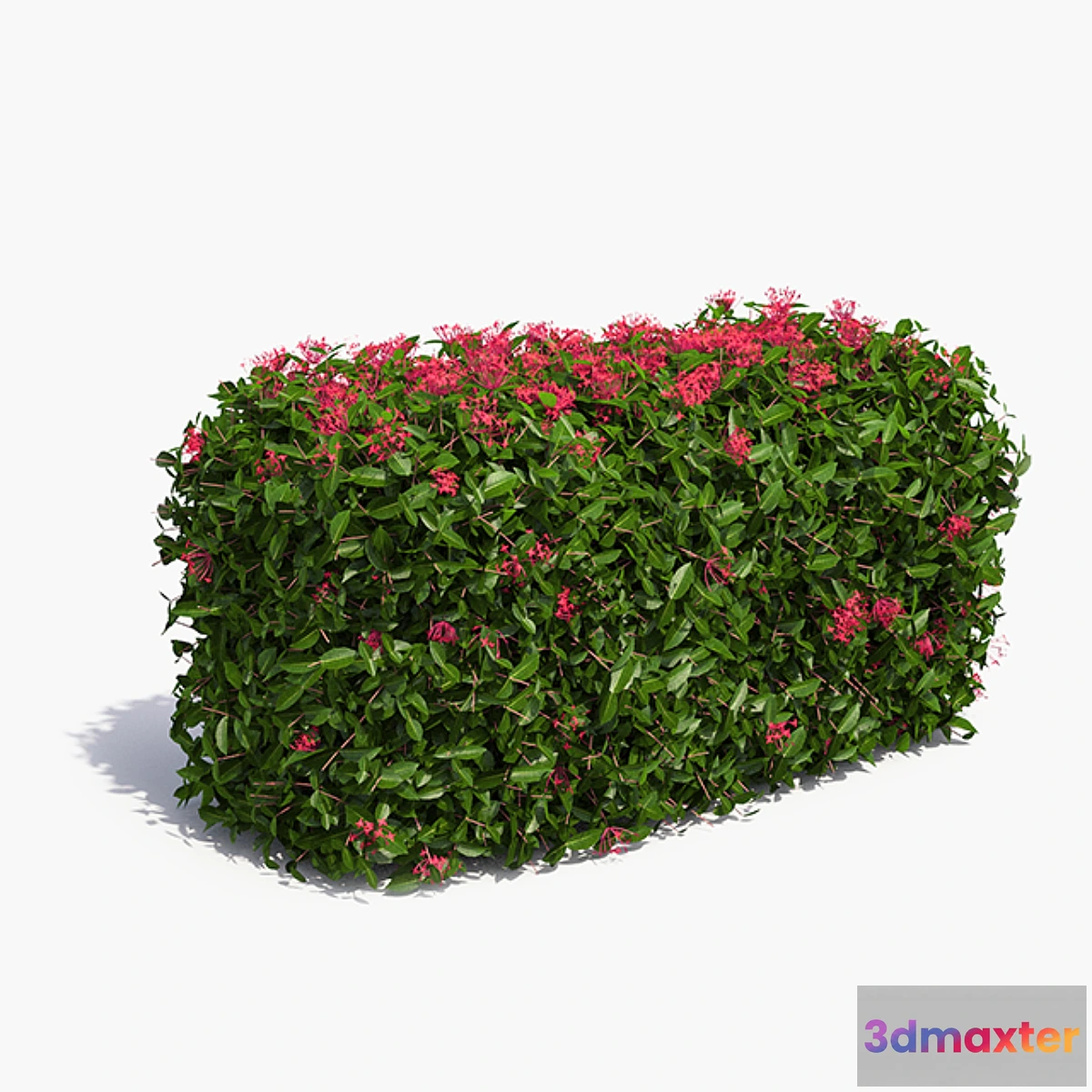 898972 - Delightful hedges - No.2