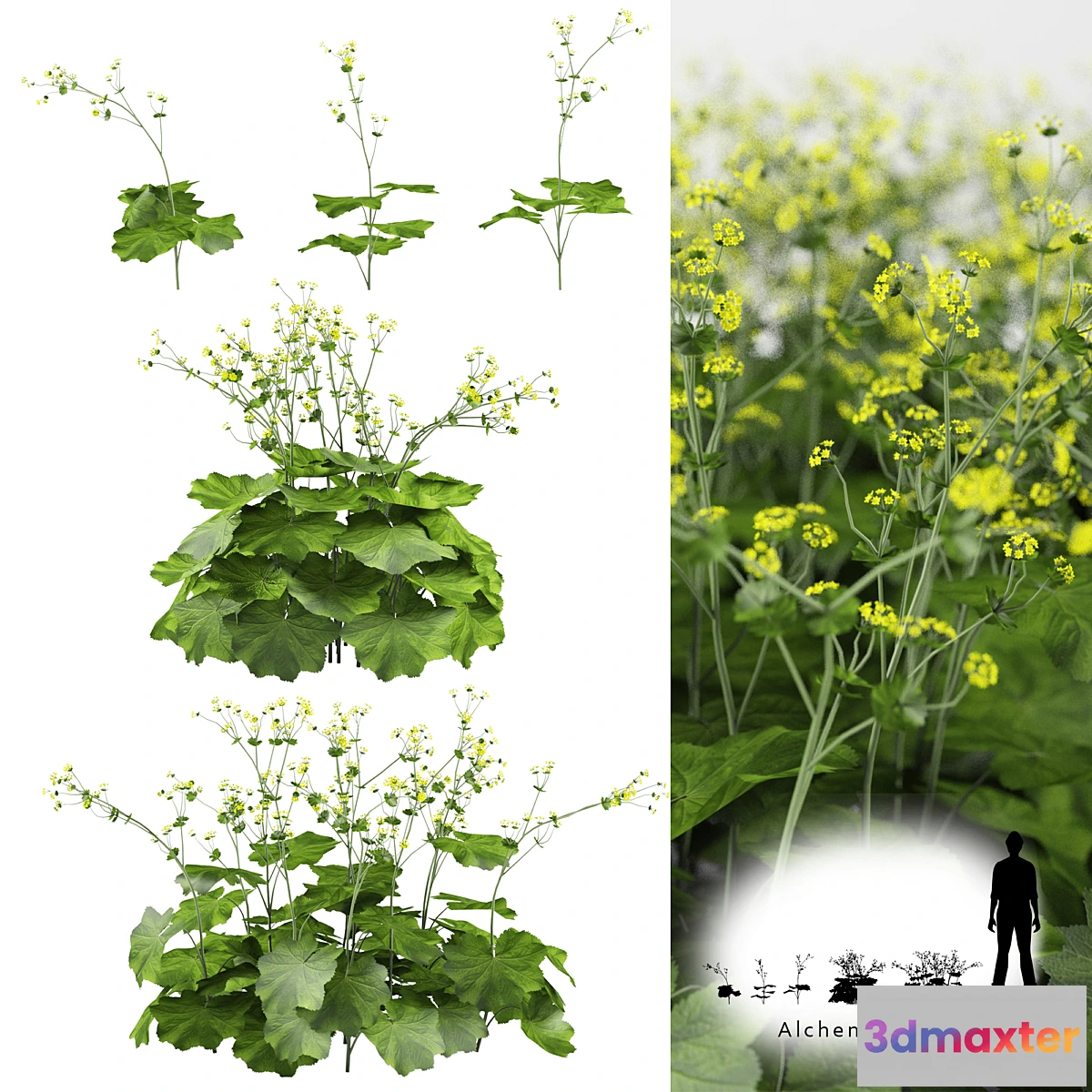 899064 - Soft bush cuff  Alchemilla mollis - No.4