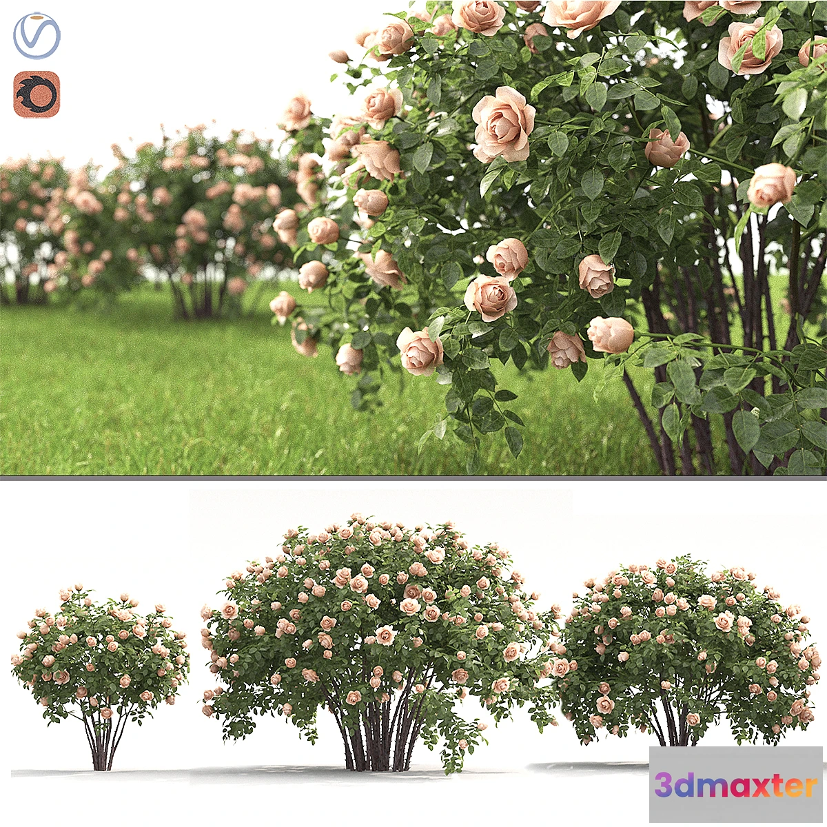 899222 - Rose - No.11