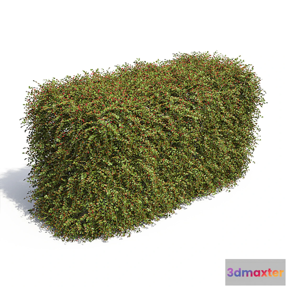 899520 - Hedge. Cotoneaster berries.