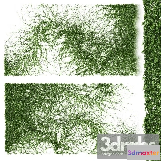 1010270 - A Long Wall Ivy