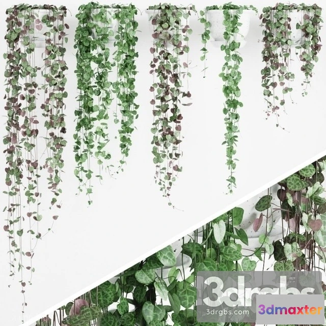 1010278 - Ceropegia 2