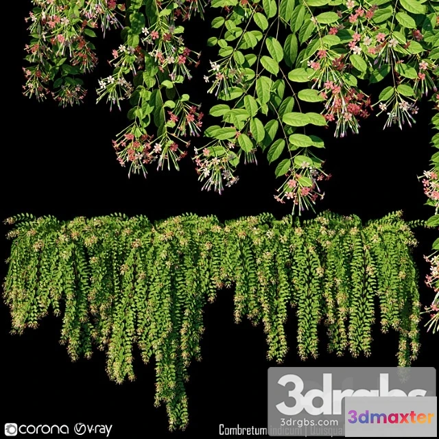 1010286 - Combretum Indicum Quisqualis Indica 1 5 Model