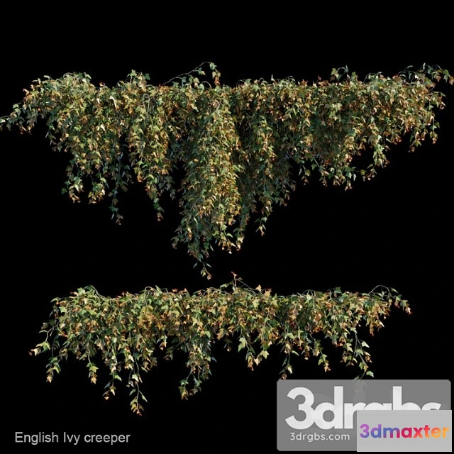 1010294 - English Ivy Creeper