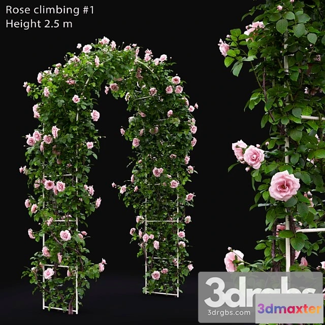 1010314 - Gate Rose 26