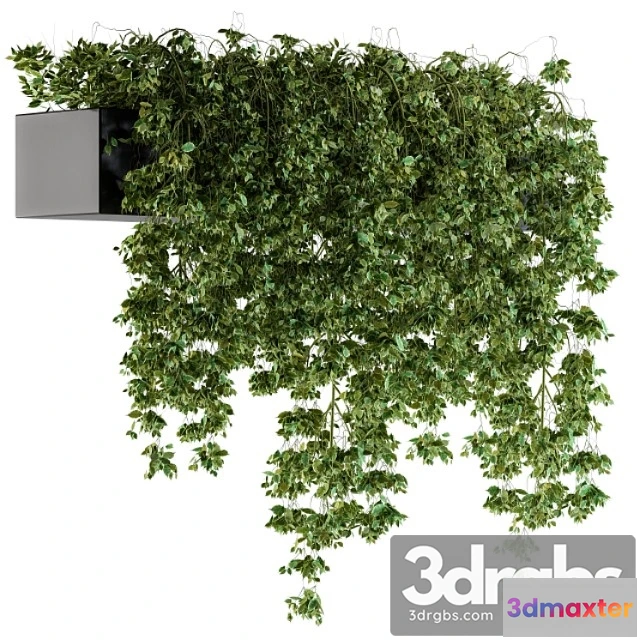 1010326 - Hanging Ivy Plants In Pot