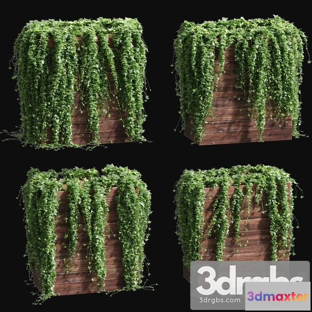 1010344 - Ivy in Tubs 4 Models