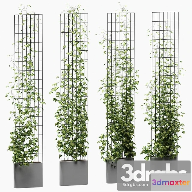 1010348 - Ivy on the Lattice 4 Models