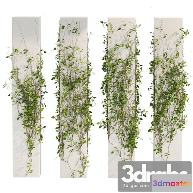 1010352 - Ivy Plants 01