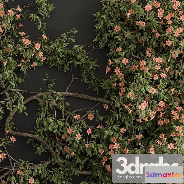 1010376 - Outdoor Plant Set 426 Ivy on Wall