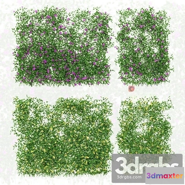 1010398 - Petunia V3