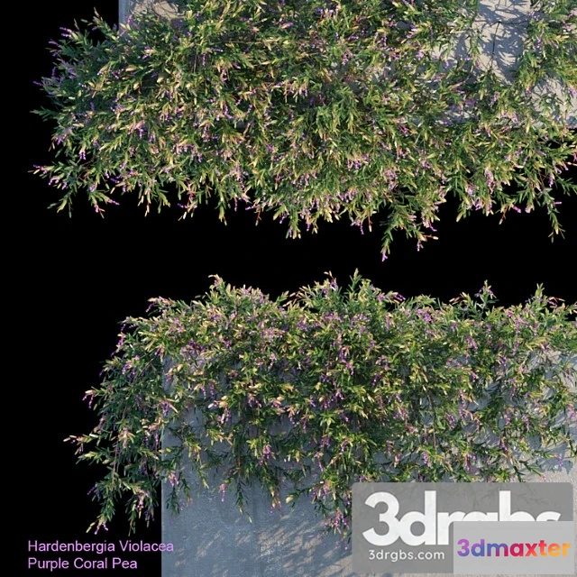 1010428 - Purple Coral Pea Creeper