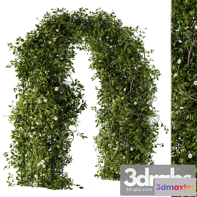 1010434 - The Plants Pergola