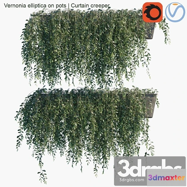 1010442 - Vernonia Elliptica On Pots Curtain Creeper