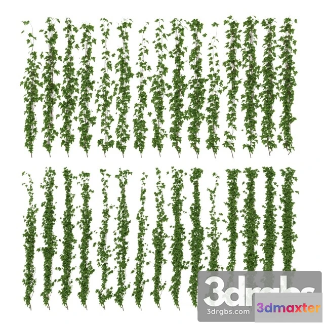 1010522 - Wall Of Ivy Leaves