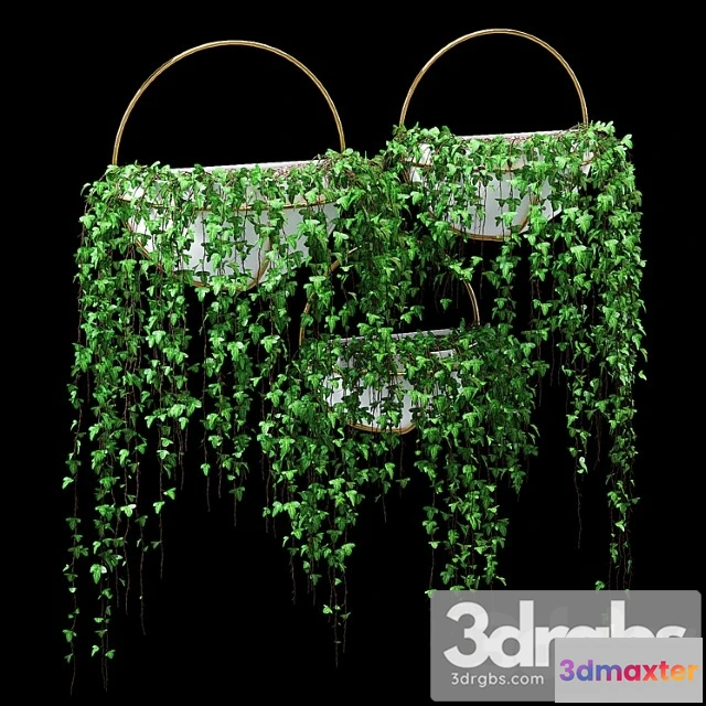 1060472 - Bigler ivy