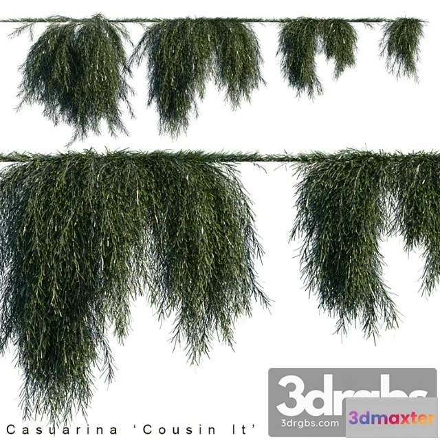 1060476 - Casuarina cousin it creeper