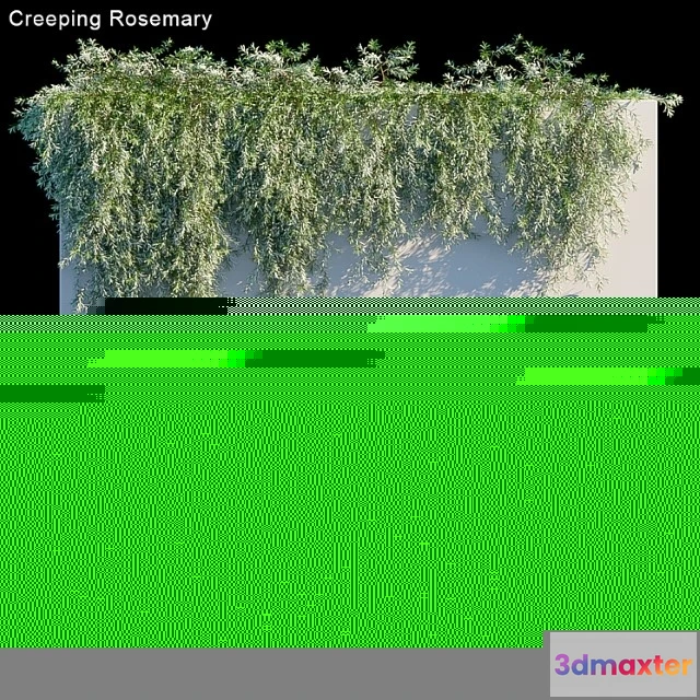 1060508 - Creeping rosemary