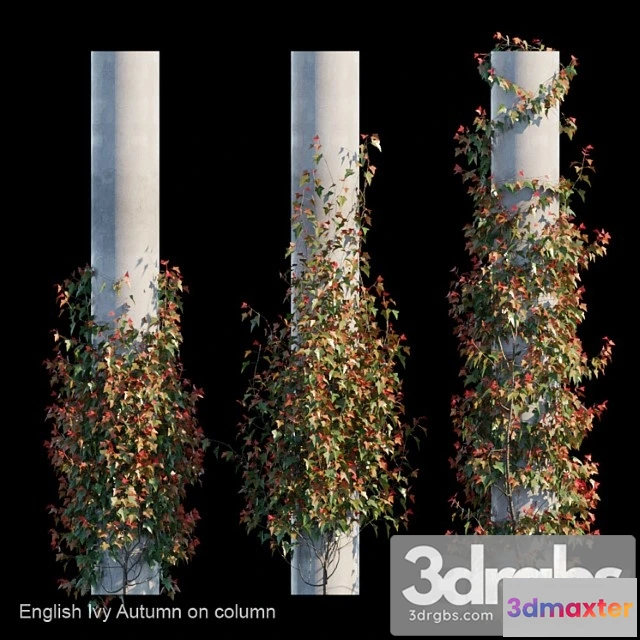 1060510 - English ivy autumn on column