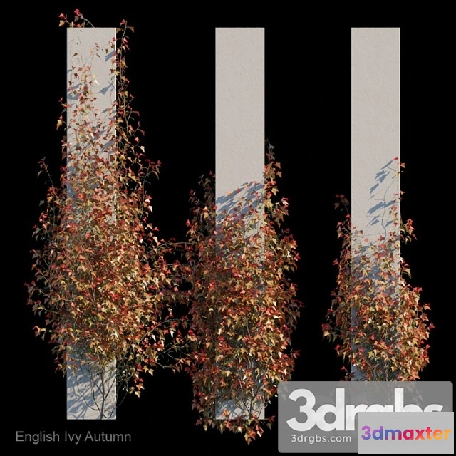 1060512 - English ivy autumn