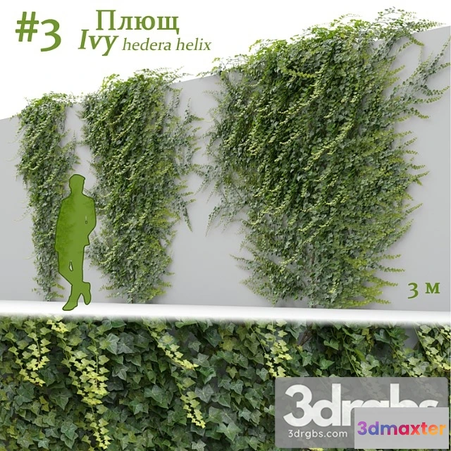 1060544 - hedera helix