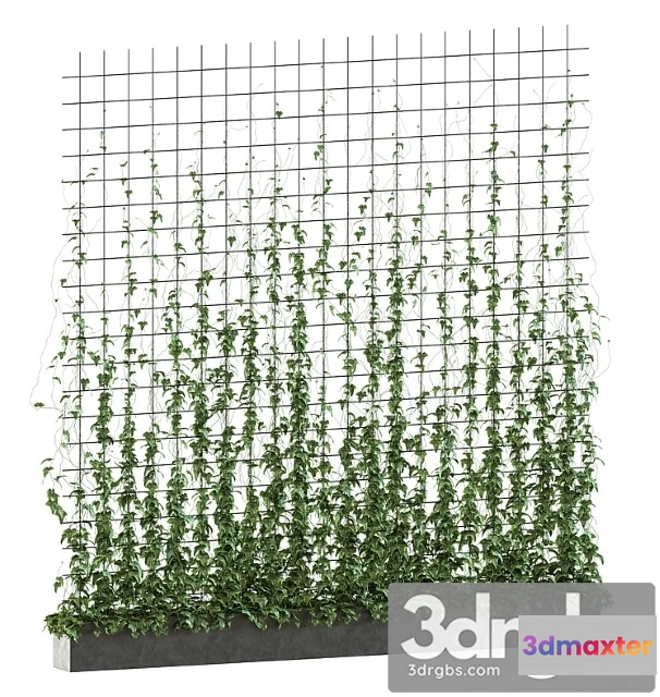 1060556 - Ivy on the grid v2